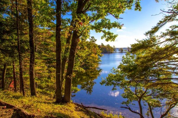 Floresta Lago Interior Floresta Beira Lago Interior Água Doce Ludington — Fotografia de Stock