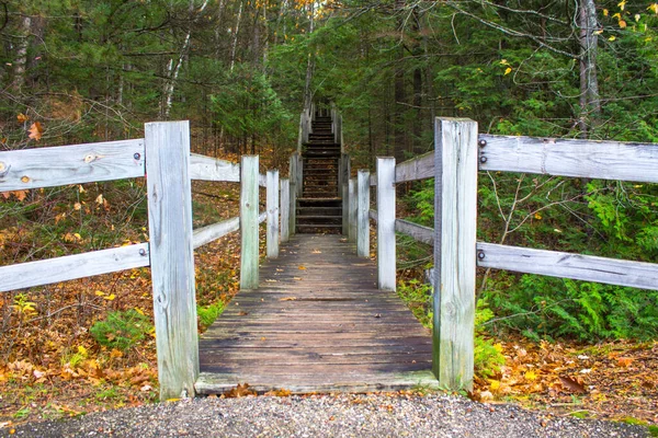 Una Scala Nel Bosco Scala Legno Conduce Alla Cima Del — Foto Stock