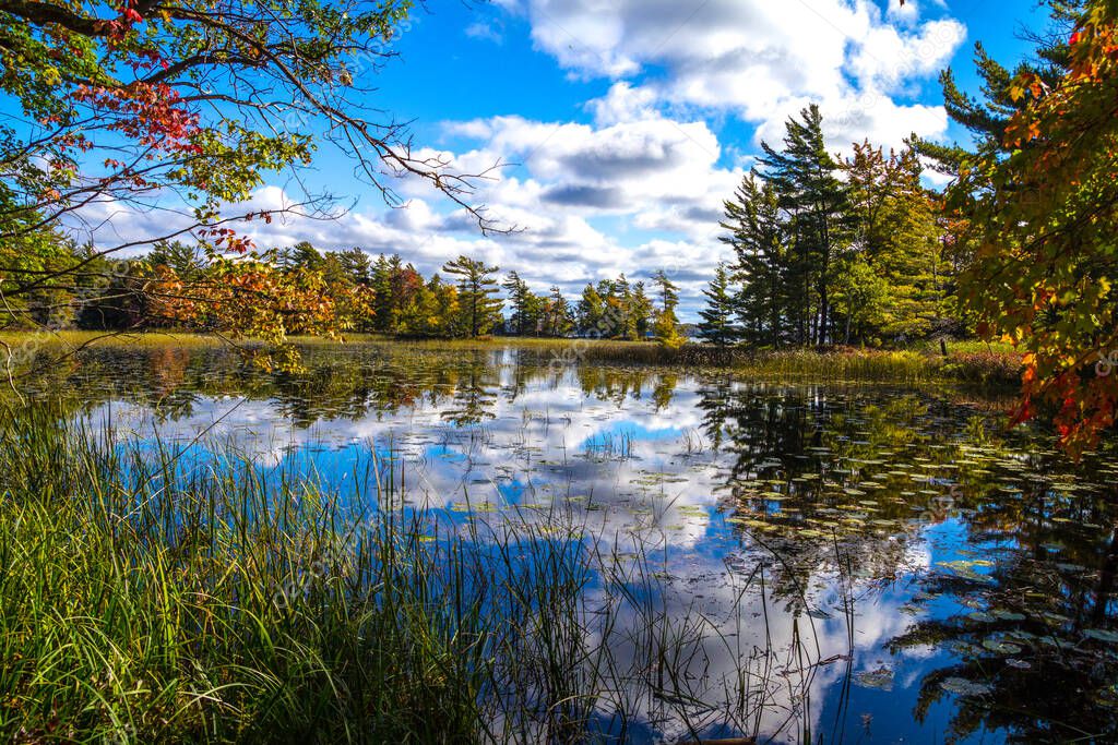 Autumn Wilderness Wetlands Background (en inglés). Vibrantes colores