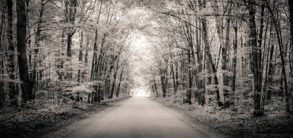 要旨黒と白の森背景 秋の木々の美しいトンネルを通ってリモート未舗装の道路 パノラマの向きで黒と白 — ストック写真