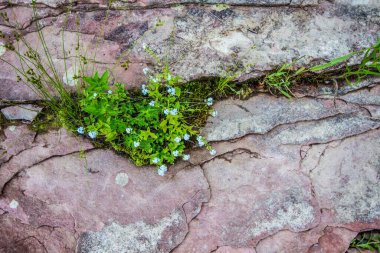 Unutun Beni Michigan Yarımadası 'nın yukarısındaki kumtaşı çıkıntısında büyüyen vahşi doğada büyüyen çiçek değil..