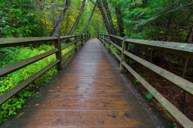Tahquamenon Falls Eyalet Parkı 'ndaki North Country Trail' de yemyeşil bir orman tüneli boyunca uzanan güzel sahil yolu..