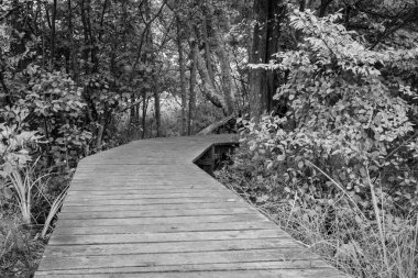 Viraj 'da. Siyah ve beyaz yol orman boyunca kıvrımlı.. 