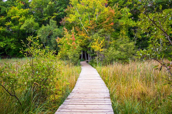 Μονοπάτι Boardwalk Μειώνεται Δάσος Στο Δημοφιλές Ludington State Park Στο — Φωτογραφία Αρχείου