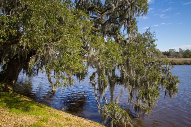 Güney Carolina, Charleston 'daki Ashely Nehri kıyısında Live Oak Tree. Nehir, Amerika 'daki binlerce dönüm pirinç tarlasının su kaynağıydı..