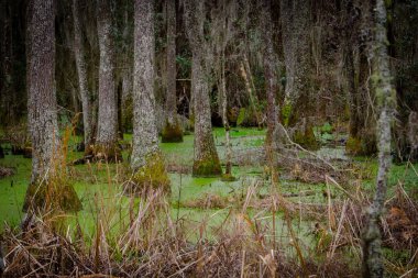 Group of Tupelo trees grow in a blackwater swamp in the low country of Charleston, South Carolina, USA.