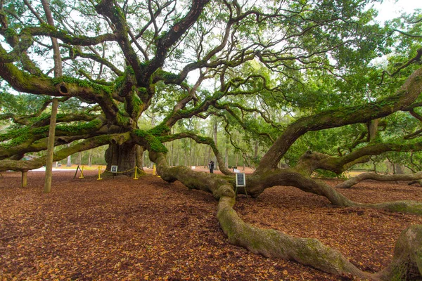 The Angel Oak Tree. The angel oak is considered to be one of the oldest live oak trees in the United States and a popular tourist destination in Charleston, South Carolina.