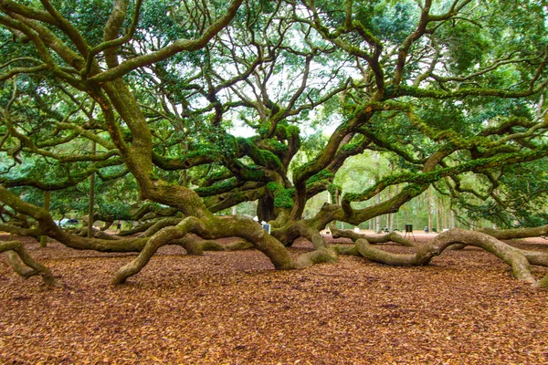 The Angel Oak Tree. The angel oak is considered to be one of the oldest live oak trees in the United States and a popular tourist destination in Charleston, South Carolina.