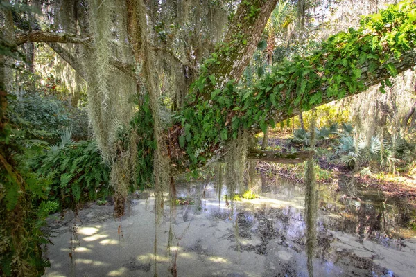 South Carolina Laagland Moeraslandschap Met Live Oak Tree Spaans Mos — Stockfoto