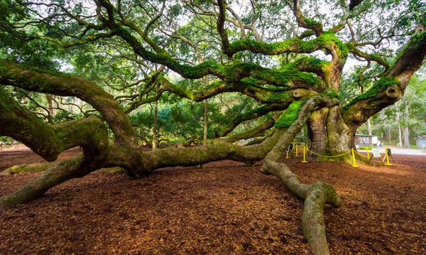 天使のオークの木 天使のオークは 米国で最も古い生きたオークの木の1つであり サウスカロライナ州チャールストンの人気のある観光地と考えられています ストックフォト