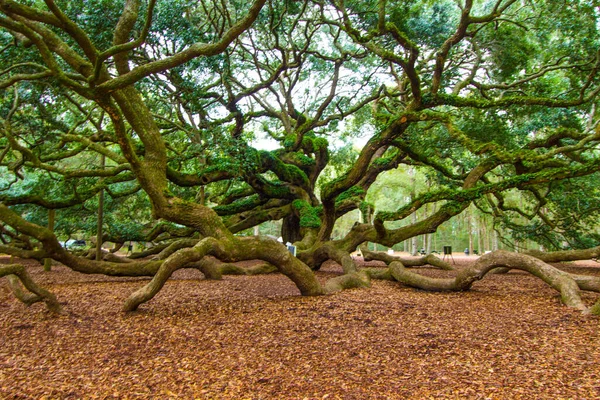 天使のオークの木 天使のオークは 米国で最も古い生きたオークの木の1つであり サウスカロライナ州チャールストンの人気のある観光地と考えられています ストック画像