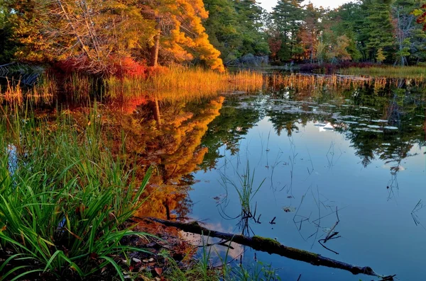 Herfst ochtend reflecties — Stockfoto