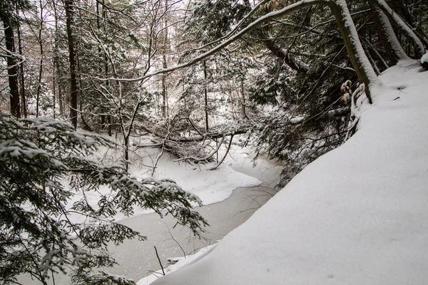 Zima v divočině — Stock fotografie