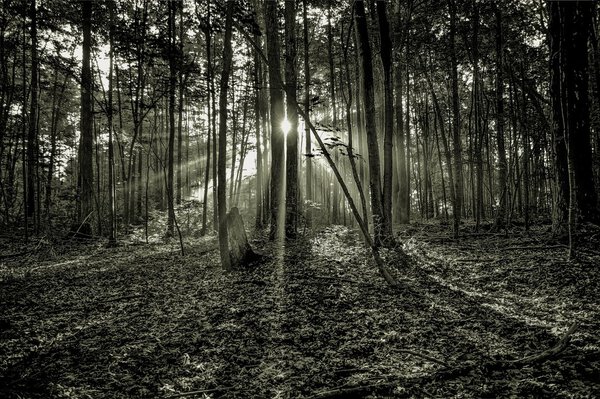 The rising sun illuminates the darkness of a dense northern forest.