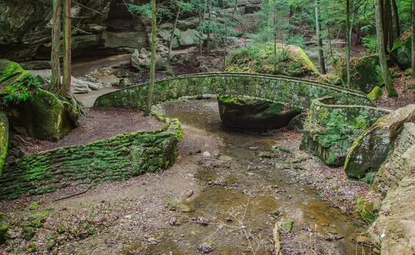 La foresta incantata — Foto Stock