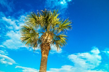 Palmetto ağaç ve mavi gökyüzü