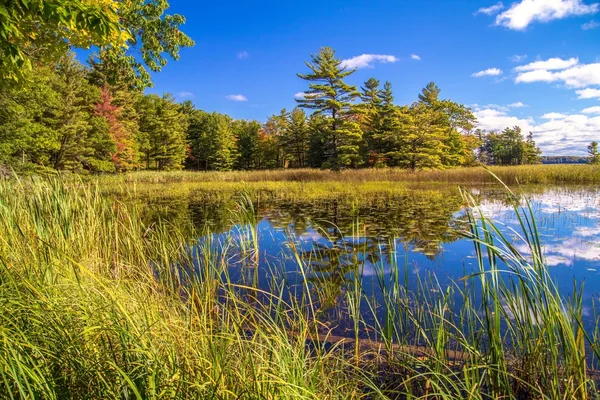 Save The Wetlands — Stock Photo, Image