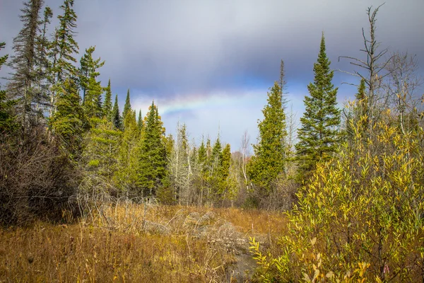 Regenbogen der Wildnis — Stockfoto