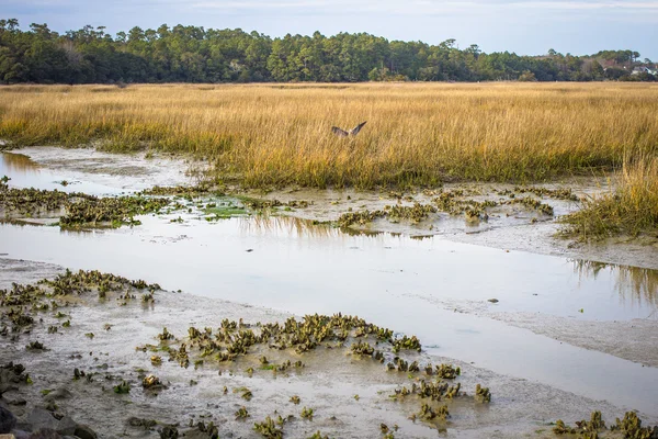 Düşük ülke Güzellik