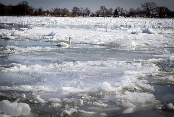 Swan plavání v ledové řece — Stock fotografie