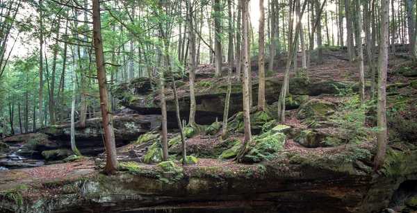 Paisagem da floresta de Ohio — Fotografia de Stock