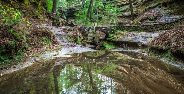 Scène de forêt enchantée — Photo