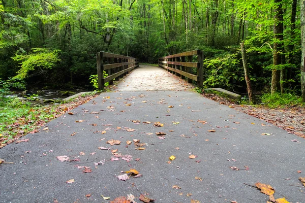 Forest Journey — Stock Photo, Image