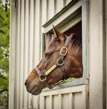 Kentucky derby şampiyonu gitmek için cin