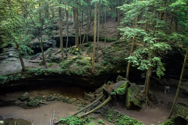 Hemlocks kaydetme — Stok fotoğraf