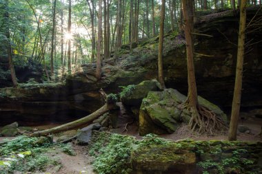 Vahşi orman gündoğumu