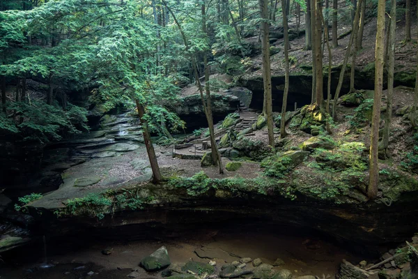 Scena della foresta incantata — Foto Stock