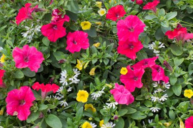 Kırmızı ve sarı petunyaların