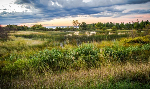 Zone umide del fiume Tahquamenon Habitat — Foto Stock