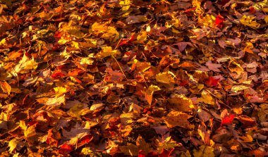 Renkli sonbahar yaprakları arkaplanı