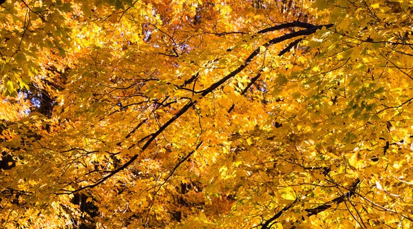 Autunno acero sfondo — Foto Stock