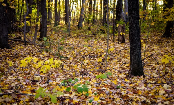 Pavimento della foresta in autunno — Foto Stock