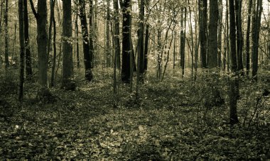 Sakin orman gündoğumu