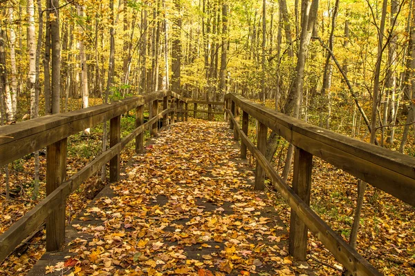 Caminho da floresta de outono — Fotografia de Stock