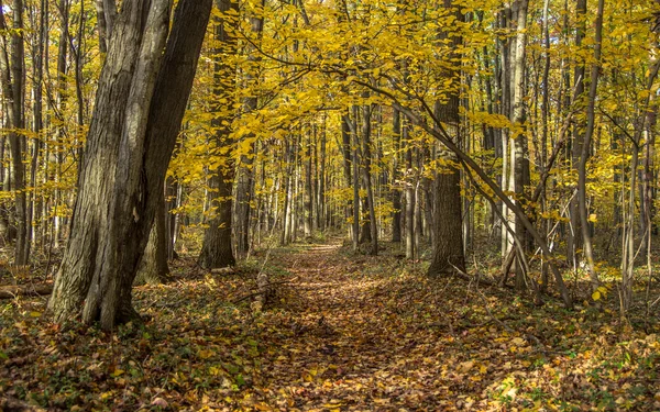 Sentiero forestale di avvolgimento in autunno — Foto Stock