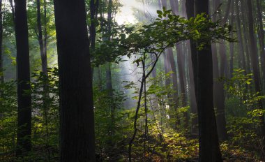 Kuzey orman gündoğumu