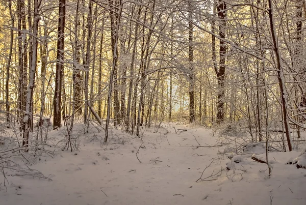 Sentier forestier d'hiver — Photo