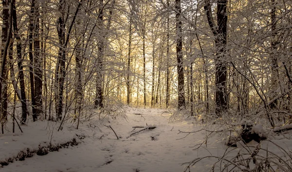 Sonnenaufgang im unberührten Winterwald — Stockfoto