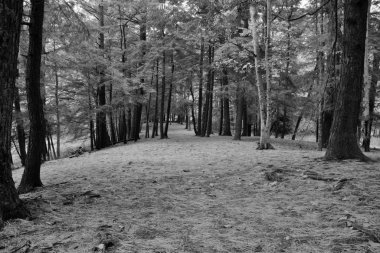 kaybolmuş ve yalnız