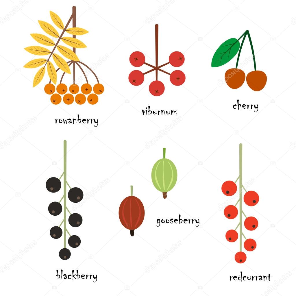 Vector illustration of different berries in flat style on a white background. Eps 10.