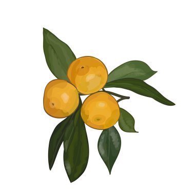 Vector watercolor illustration of branch with mandarins on a white background. Eps 10. clipart