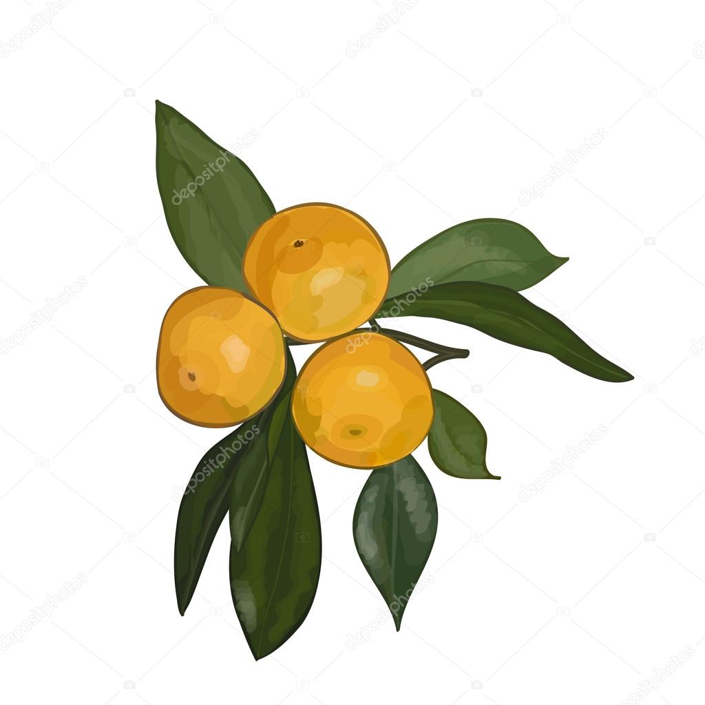 Vector watercolor illustration of branch with mandarins on a white background. Eps 10.