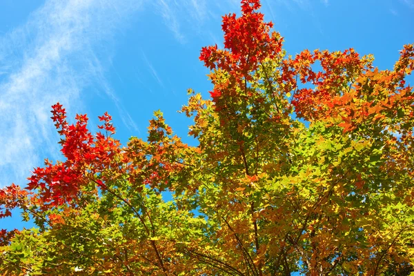 Hojas de otoño —  Fotos de Stock