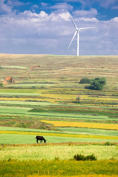 Sonbahar Zhangjiakou Hebei Çin'in otlak