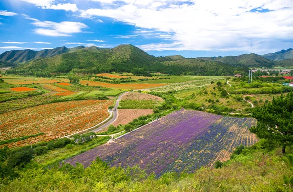 中国北京的四个季节的花海 — 图库照片