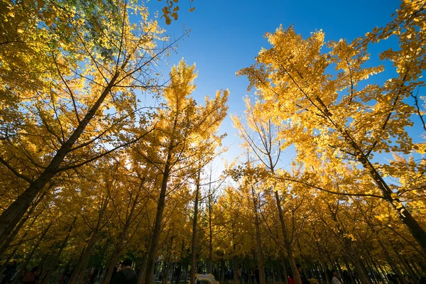 Hojas de otoño —  Fotos de Stock